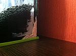 IMG 0762