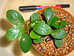 A. nana "elepticus".
