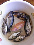 IMG 20160911 071246