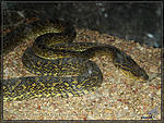 Ƹ-     (Trimeresurus riukiuanus)