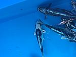 IMG 6866