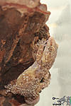   ,     (Hemidactylus turcicus)