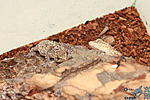   ,     (Hemidactylus turcicus)