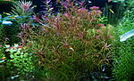 blyxa alternifolia