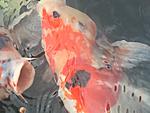 IMG 6855