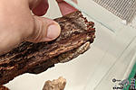   ,     (Hemidactylus turcicus)