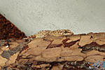   ,     (Hemidactylus turcicus)