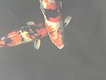 IMG 6839