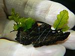 Bolbitis "Buea" Goliath