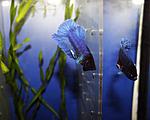 IMG 6258