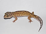 TA Reverse stripe Snake eyes female