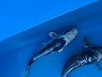 IMG 6873