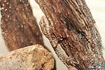   ,     (Hemidactylus turcicus)
