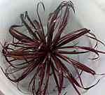 blyxa novoguineesis