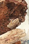   ,     (Hemidactylus turcicus)