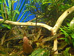 Cryptocoryne nurii Rosen Maiden Bt.Perah  