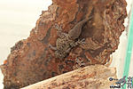   ,     (Hemidactylus turcicus)