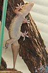   ,     (Hemidactylus turcicus)