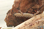   ,     (Hemidactylus turcicus)