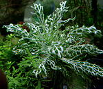 Shinnersia rivularis "Weis-Grun"