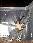 Cyriopagopus hati hati FM