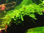 Moss Sp. Batang Ai