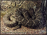    (Crotalus scutulatus)
