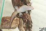   ,     (Hemidactylus turcicus)