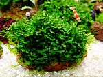 Loxogramme s. Wave moss