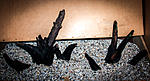 IMG 7574