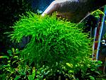 Amblystegiaceae sp.Manaus   Queen moss.