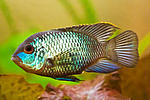 Nannacara anomala neon blue