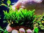 Fissidens sp. Thailand