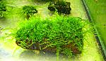 Fontinalis sp. "Japan" - Wiror Moss ( )