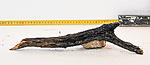 IMG 7555