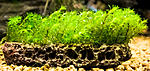 Barbula sp millimeter moss