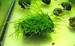 Taiwan Moss - Taxiphyllum alternans ( )