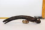 IMG 7551