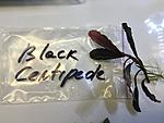 Bucephalandra sp. «Black Centipede-2»