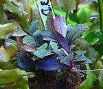 Deep Purple