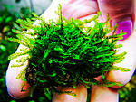 miniRosa moss