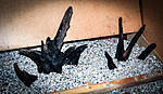 IMG 7577