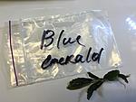 Bucephalandra motleyana Blue emerald