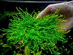 Peacock Moss.