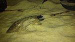 Pseudohemiodon 2