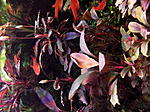 DSCF1891
