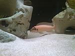 chalinochromis brichardi male