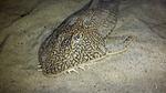Pseudohemiodon 4