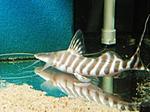 Brachyplatystoma (Merodontotus) tigrinum 4