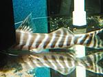Brachyplatystoma (Merodontotus) tigrinum 1